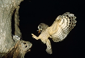 African Wood Owl - adult returning to young in nest with food African Wood Owl - adult returning to young in nest with food