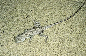 Agama / Agamid Lizard - camouflaged by sand pattern on its back Agama / Agamid Lizard - camouflaged by sand pattern on its back