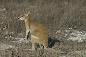Agile Wallaby - Quite common and is considered a pest in farming areas as it will take Agile Wallaby - Quite common and is considered a pest in farming areas as it will take