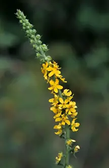 Johan De Meester Art Prints: Agrimony
