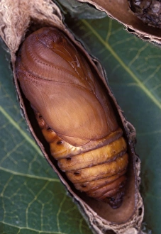 Ailanthus / Cynthia Silkmoth - chrysalis Ailanthus / Cynthia Silkmoth - chrysalis