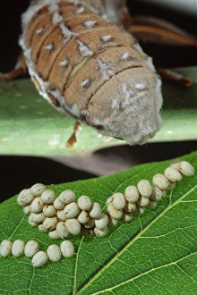Ailanthus / Cynthia Silkmoth - female laying its eggs on a Tree-of-heaven s leave Ailanthus / Cynthia Silkmoth - female laying its eggs on a Tree-of-heaven s leave