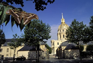Ailanthus / Cynthia Silkmoth - on leaves in front of the Invalides in Paris Ailanthus / Cynthia Silkmoth - on leaves in front of the Invalides in Paris