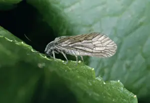 Personal Display Artwork Prints: Alder Fly