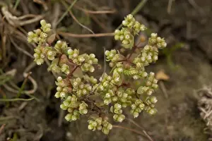 Bob Gibbons Photography Prints: All-seed