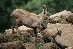 M Watson Photographer Work Prints: Alpine Ibex with Kid