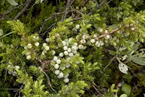European Mountain Plants Prints: Alpine version of common juniper (Juniperus communis ssp. alpina), with berries. Norway