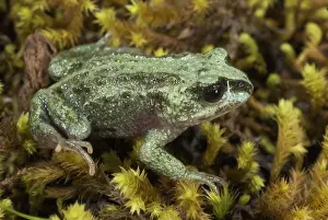 Altiphrynoides malcolmi Print - Malcolms Ethiopia Toad, Bale Mountains