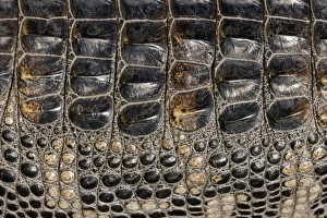 American Alligator - Dorsal closeup American Alligator - Dorsal closeup