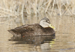 American Black Duck American Black Duck