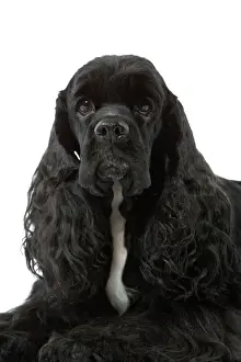 Jean Michel Labat Art Prints: American Cocker Spaniel - black