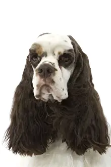 Pet Photography Art Prints: American Cocker Spaniel - head