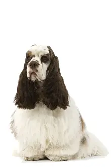 Dog Sitting Images Prints: American Cocker Spaniel - sitting
