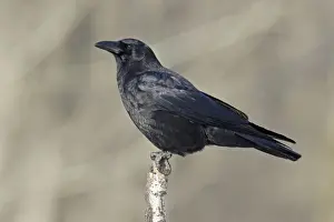 Personal Use Only Artwork Prints: American Crow