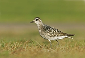 American Golden Plover American Golden Plover