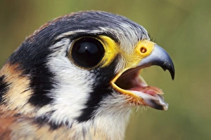 American Kestrel - at banding station during fall migration American Kestrel - at banding station during fall migration