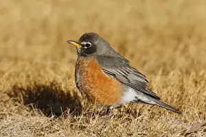 Wildlife Art Prints For Sale Prints: American Robin