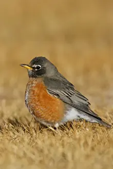 American Robin Print (Turdus migratorius)