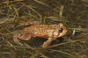 Jim Zipp Photography Prints: American Toad