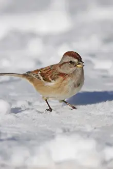 Jim Zipp Wildlife Photography Prints: American Tree Sparrow