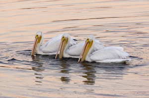 American White Pelicans - feeding collectively at sunset American White Pelicans - feeding collectively at sunset