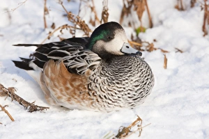 American Wigeon - Single adult drake resting in the snow American Wigeon - Single adult drake resting in the snow