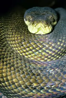Reptile Wildlife Australia Prints: Amethyst / Amethystine / Scrud Python - head in coils - Australia