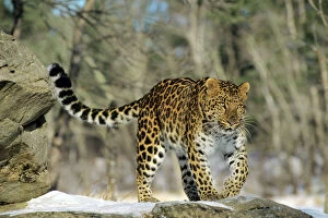 Images Dated 1st July 2005: Amur/ Korean Leopard Endangered Species. Winter. 4MR1316