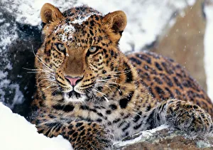 Amur LEOPARD - Endangered species Amur LEOPARD - Endangered species