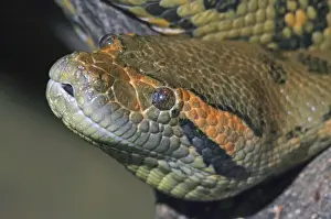 Prints of PM-10005 Anaconda head Eunectes murinus Pat Morris Please note that prints are for personal display purposes only and may not be reproduced in any way. Murinus Prints: Anaconda Head Print - Eunectes murinus