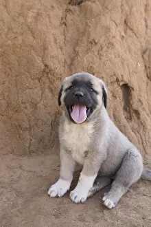 Images Dated 11th September 2006: Anatolian Shepherd Dog - puppy with mouth open (Cheetah conservationists currently use anatolian)