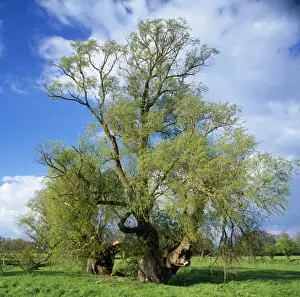 Willow Tree Prints: Ancient Crack Willows