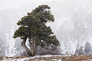 Ancient Juniper tree - in freezing fog and snow high in the Troodos Mountains Ancient Juniper tree - in freezing fog and snow high in the Troodos Mountains