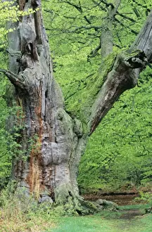 Quercus Robur Species Prints: Ancient Oak Tree - in spring greenery