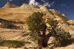 Ancient Utah Juniper (Juniperus osteosperma) with lovely sandstone cliffs beyond in an Ancient Utah Juniper (Juniperus osteosperma) with lovely sandstone cliffs beyond in an