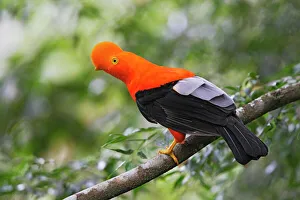 Andean Cock of the Rock - male Andean Cock of the Rock - male