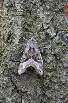 Images Dated 23rd December 2006: Angle Shades Moth - resting on bark of a tree - July - Cannock Chase - Staffordshire - England