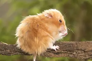 Small Pet Photography Prints: Angora Hamster