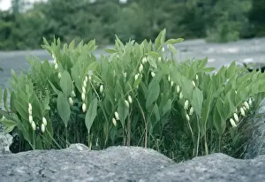 European Wildflowers Photography Prints: Angular Soloman's Seal Limestone Pavement, Cumbria, UK