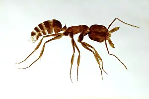 Insect Anatomy Prints: Ant, made as a cleared and flattened microscope preparation