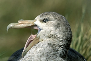 Antarctic Giant-Petrel - With a green bill tip Antarctic Giant-Petrel - With a green bill tip