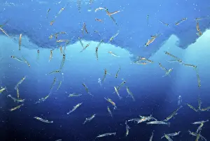Marine Crustaceans Prints: Antarctic Krill