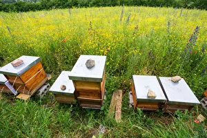 Apiary, bee hives on edge of a flowering meadow, specially planted for honey bees and insects, Hessen, Germany Apiary, bee hives on edge of a flowering meadow, specially planted for honey bees and insects, Hessen, Germany