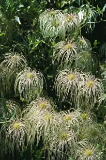 Clematis Orientalis Print
