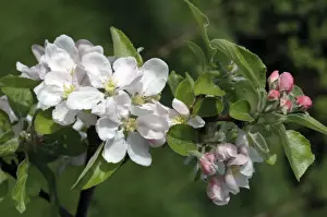 White Blossom Plant Prints: Apple Blossom