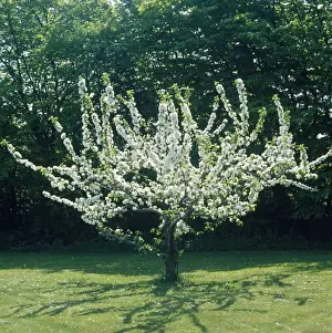 Apple Blossoms Close Up Prints: Apple Tree