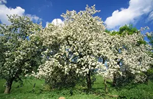 Springtime Plant Life Prints: Apple Tree - in blossom