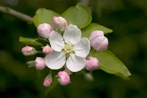 Plant Identification Guide Prints: Apple Tree - flower and buds
