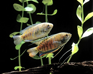 Aquarium Fish - Dwarf Gourami Aquarium Fish - Dwarf Gourami