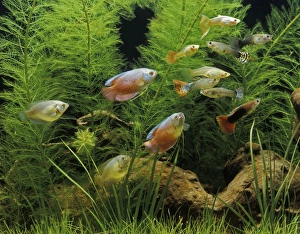 Aquarium Fish - Dwarf Gourami and Guppy Aquarium Fish - Dwarf Gourami and Guppy